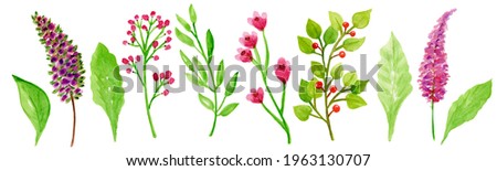 Watercolor set. Bright summer wildflowers. Plants grass, greenery, branch. The flowers are red, pink, purple.