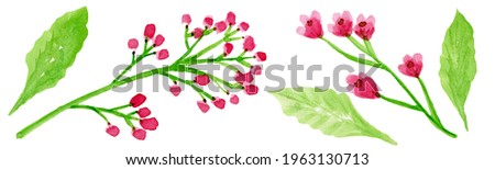 Watercolor set. Bright summer wildflowers. Plants grass, greenery, branch. The flowers are red, pink, purple.