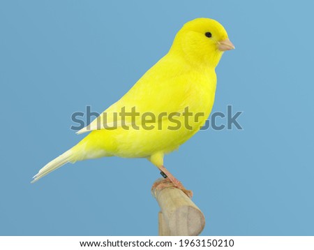 Yellow canary bird perched in softbox Royalty-Free Stock Photo #1963150210
