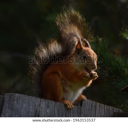 Squirrel sits on the fence and eats seeds 