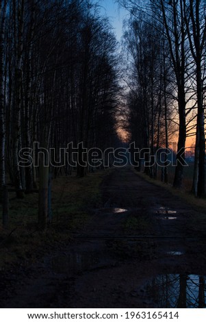 Forest and straight road after sunset