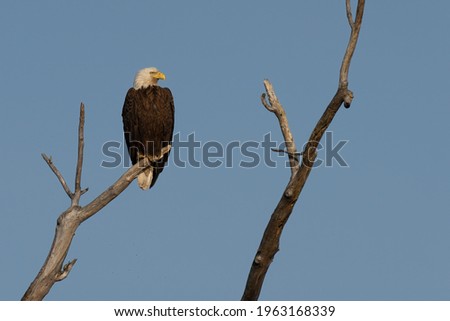 Bald Eagle perched on a branch