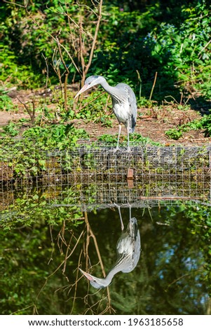 Grey heron (Ardea cinerea) with reflection in the water - closeup with selective focus