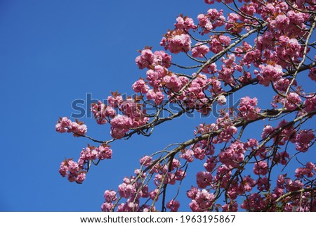Cherry Blossom flowering against sunshine in blue sky background,is a flower of many trees of genus Prunus. They are also known as Japanese cherry and Sakura.