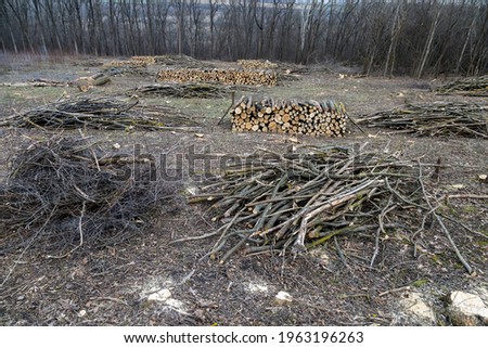 Harvesting firewood and brushwood for the winter Royalty-Free Stock Photo #1963196263