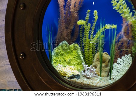 Decorative beautiful aquarium of a round shape close-up. Background