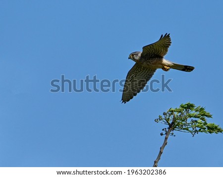 Male Kestrel (Chogenbo) during the breeding season is flying around busily in search of bait even in strong winds