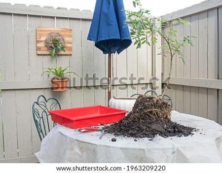 Uprooted Wisteria Tree on Outdoor Table Royalty-Free Stock Photo #1963209220