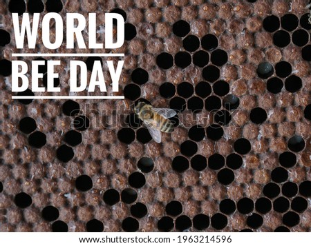 Image of honey bee  Apis mellifera on beehives with Typography World Bee Day