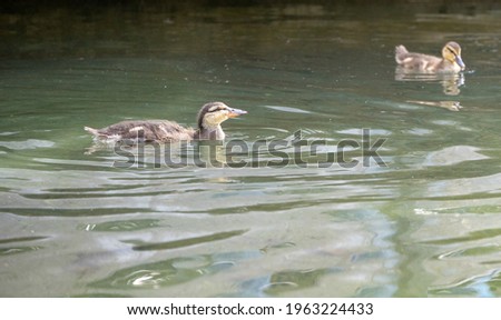 Young mallard duck swimming in the water.