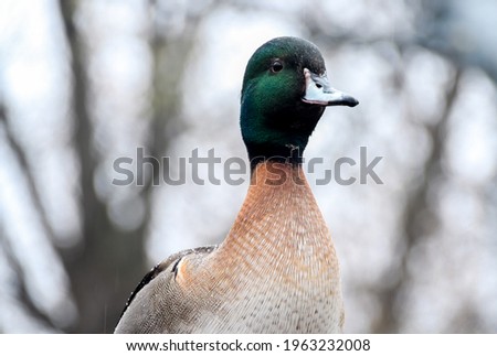 A single close up Mallard duck portrait in eco museum near montreal quebec, canada under a rainy day  Royalty-Free Stock Photo #1963232008
