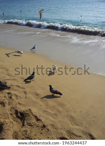 This is a picture of pigeons playing in the sea.