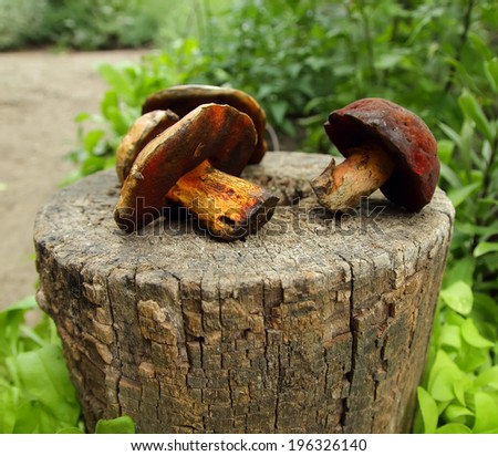 Several fungi, lying on the stump 