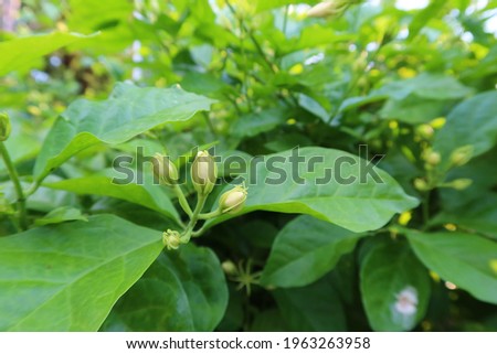 Selective focus jasmine flower bud on green leaf background.