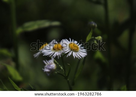 White flowers close up on macro