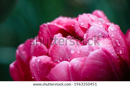 Tulip flower macro, soft focus. Beautiful Nature Scene with magenta tulip flower in water droplets after spring rain. Scenic floral natural wallpaper Royalty-Free Stock Photo #1963350451