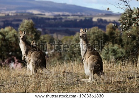 kangaroo out in natural habitat