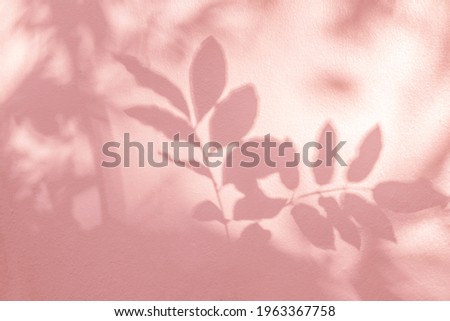 Leaf shadow and light on wall pink nature background. Natural leaves tree branch and plant shadows with sunlight dappled on white wall. Shadow overlay effect for foliage mockup, banner graphic layout
 Royalty-Free Stock Photo #1963367758