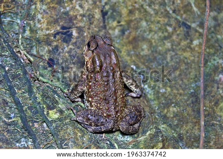 South Asian garden toad (Bufo melanostictus) in Vietnam rain forest