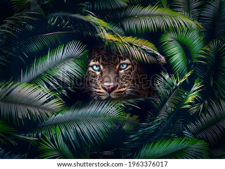 A wild cat lurking in the leaves in the jungle showing the face with emphasize on the eyes. Dramatic feeling. Concept design for themes like wildlife, wilderness, danger, power and more Royalty-Free Stock Photo #1963376017