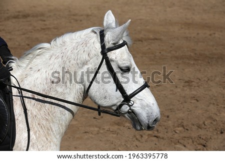 Horse riding  banner for website or magazine illustration. Photo of equestrian competition as a show jumping background