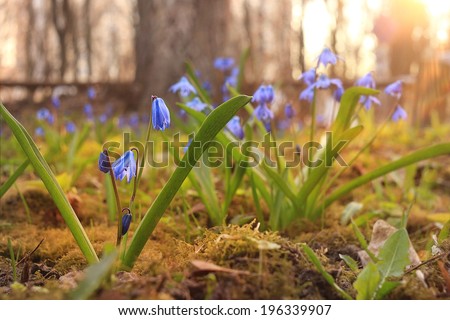blue small flowers snowdrops, spring landscape