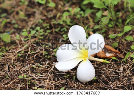 Beautiful frangipani or plumeria flowers on the ground in the garden.