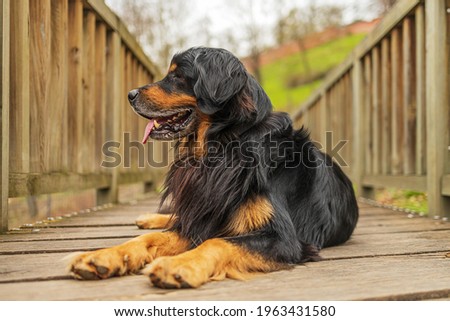 portrait black and gold Hovie lying on a wooden footbridge in the park