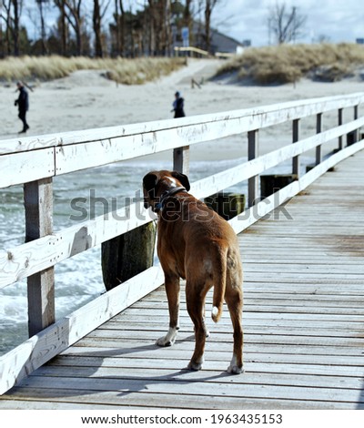 boxerdog Marie enjoying the fresh baltic sea air