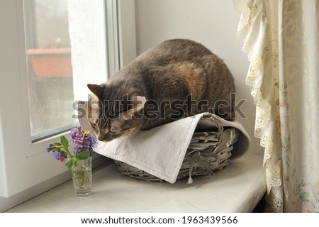A young gray cat with gray eyes sniffs a bouquet of spring flowers.
