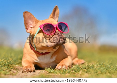 Very cool French Bulldog dog wearing pink sunglasses in summer on hot day Royalty-Free Stock Photo #1963440775