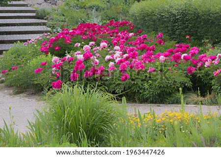 flower bed with pink paeonies, Westpark Munich in june