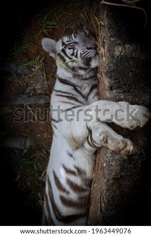 Beautiful Indian white tiger picture