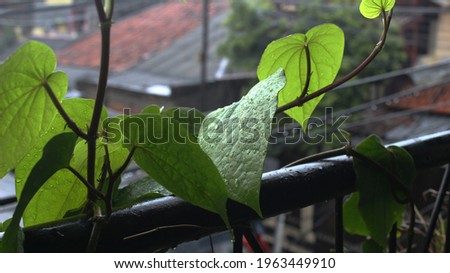 The betel leaf plant that grows creeps into the fence in the yard of the house