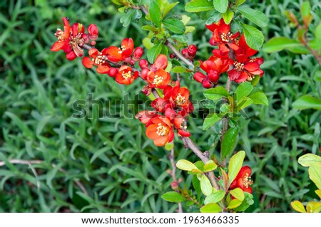 The beautiful flowering Japanese quince tree. Quince Bush Blossoms. Vibrant red spring flowering of Japanese quince (Chaenomeles japonica) on blurred green background. Selective focus.