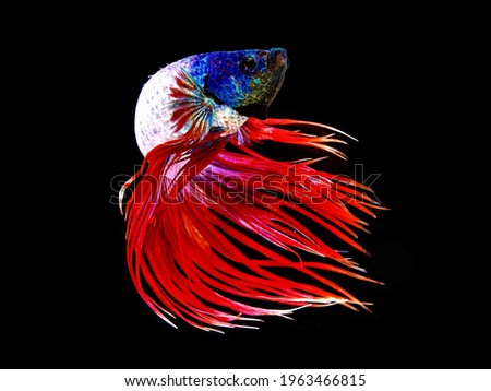     close-up of betta fish against a black background.      