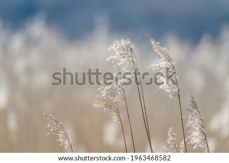 Nature photography, straw of reeds in sunlight, in spring time. Bright blurred, bokeh, background with place for text, copy space.