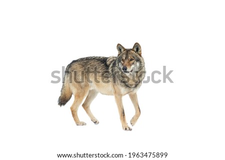 walking gray wolf on snow isolated on white background