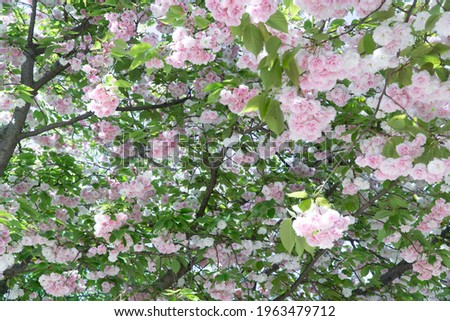 Beautiful low angle close up over pink and white cherry flowers on tree branches. Sun light and green leaves everywhere. Paradise pattern and texture. Romantic spring in Paris, France.