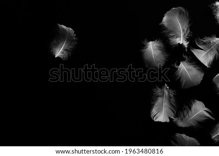Creative black background with white feathers. Abstract backdrop of swan feathers. Natural backdrop. Copy space. Minimal, styled concept for bloggers. Royalty-Free Stock Photo #1963480816