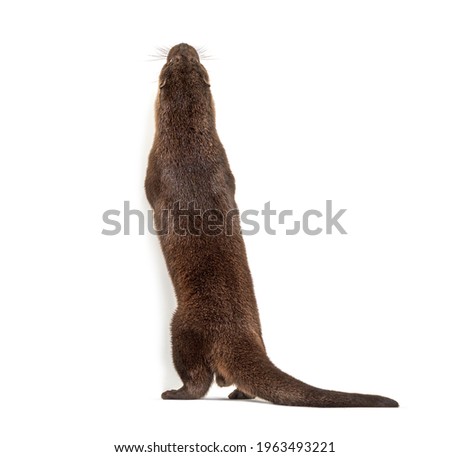 Back view of a Adult european otter looking up, isolated
