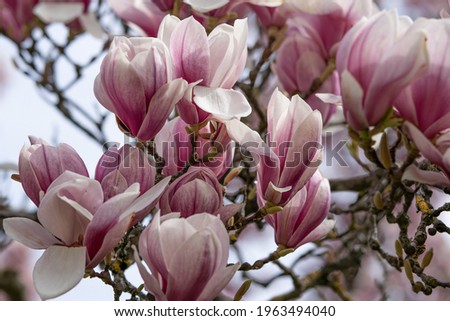 Branches of Magnolia blossom in natural daylight.