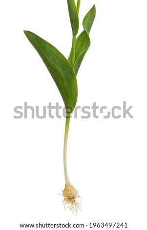 Bulb, roots and green leafs of tulip flower, isolated on white background