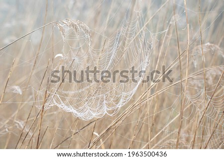 Spider's web among the reeds, full of raindrops from the rain that had just fallen. Image of the natural park of Aiguamolls del Emporda, Catalonia, Spain.