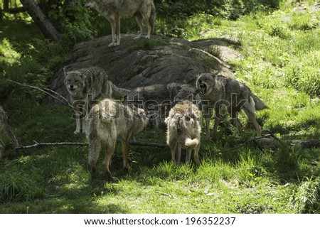 Pack of coyotes asserting their dominance