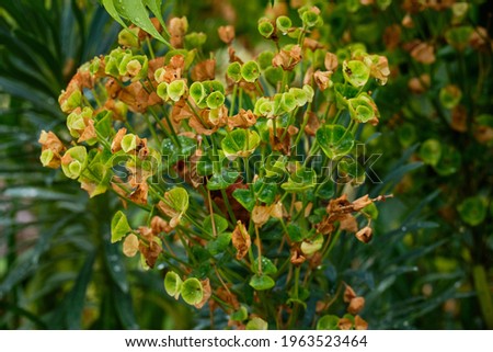 Flowers of cypress spurge after a heavy rain.