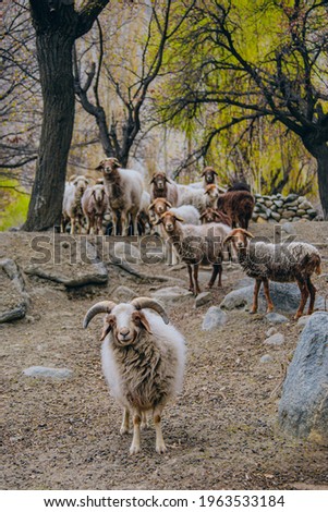 flock of sheep in a field in Gulmit Gojal Hunza North Pakistan	