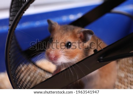 Cute little hamster inside exercise wheel, closeup