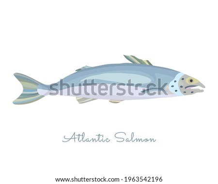 One Isolated Salmon fish made in flat style. Colored Salmon without outlines, with light glare and shadows. Fresh fish, product, healthy protein sea food with high level of Omega 3 acids.
