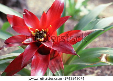 picture of flower in fuerteventura